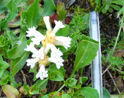 Orobanche ramosa?